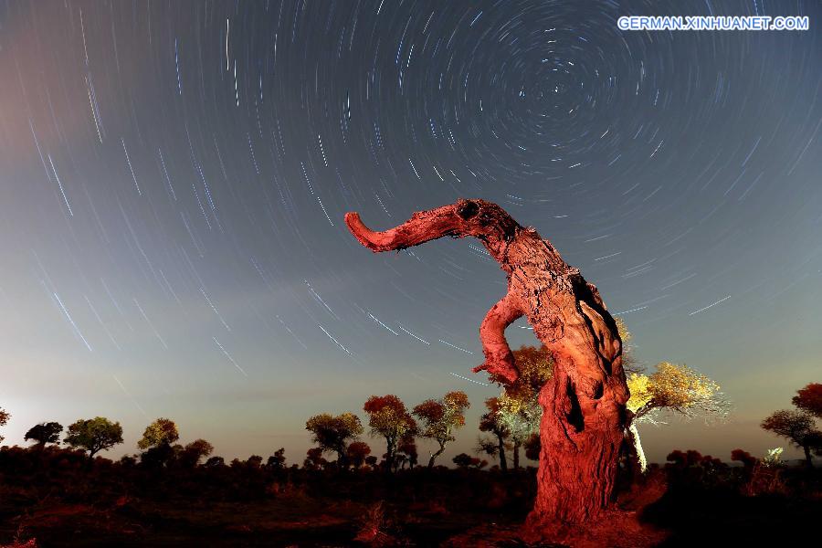 #CHINA-XINJIANG-SCENERY-POPULUS DIVERSIFOLIA TREE (CN)