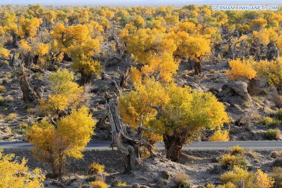 #CHINA-XINJIANG-SCENERY-POPULUS DIVERSIFOLIA TREE (CN)