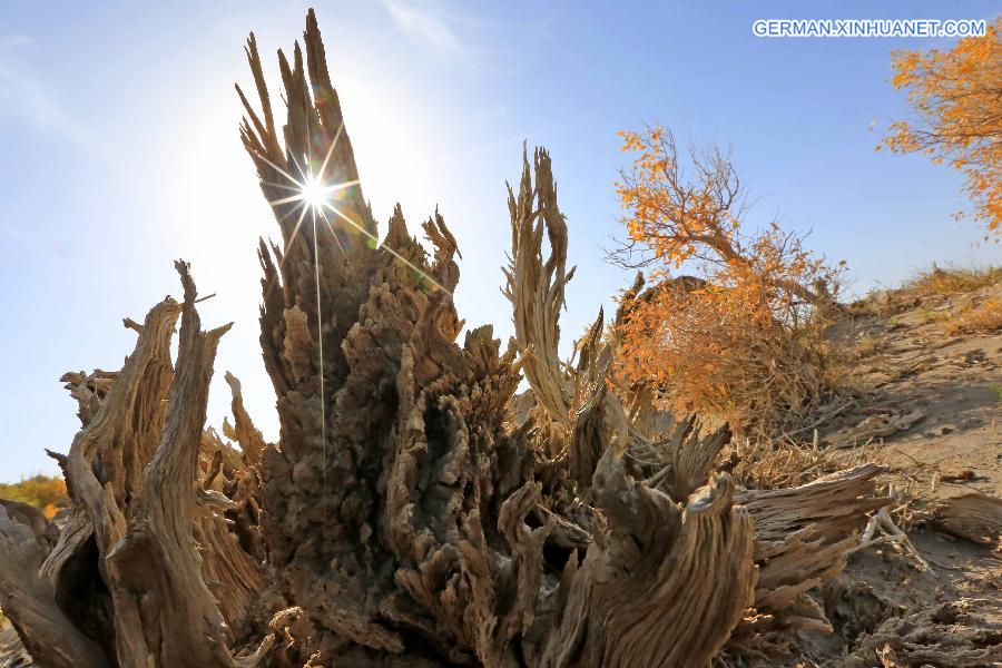 #CHINA-XINJIANG-SCENERY-POPULUS DIVERSIFOLIA TREE (CN)