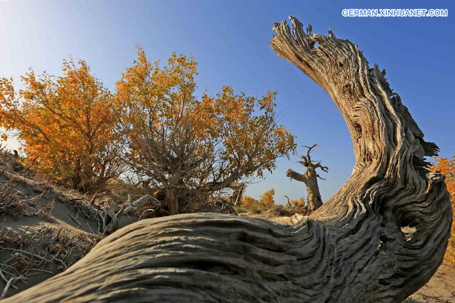 #CHINA-XINJIANG-SCENERY-POPULUS DIVERSIFOLIA TREE (CN)