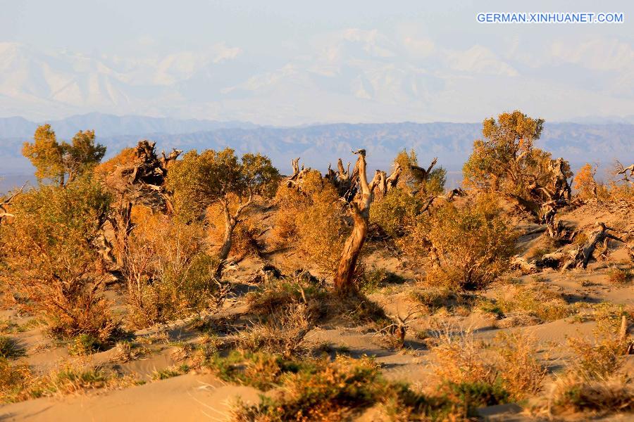 #CHINA-XINJIANG-SCENERY-POPULUS DIVERSIFOLIA TREE (CN)