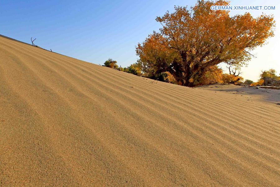 #CHINA-XINJIANG-SCENERY-POPULUS DIVERSIFOLIA TREE (CN)