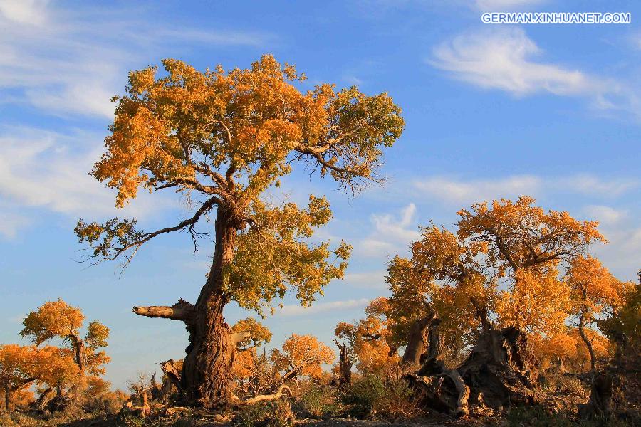 #CHINA-XINJIANG-SCENERY-POPULUS DIVERSIFOLIA TREE (CN)