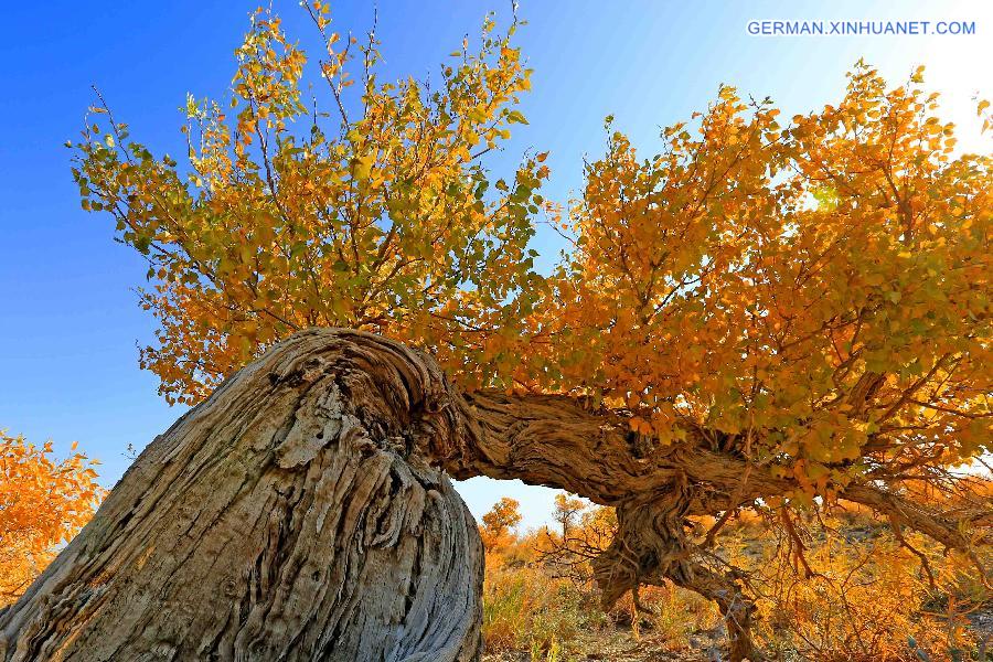 #CHINA-XINJIANG-SCENERY-POPULUS DIVERSIFOLIA TREE (CN)