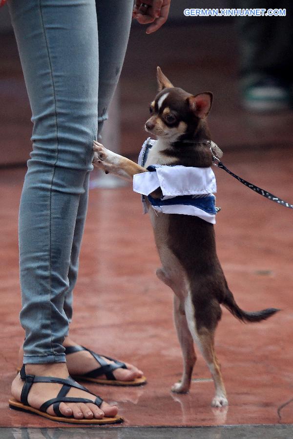 PHILIPPINES-QUEZON CITY-WORLD ANIMAL DAY