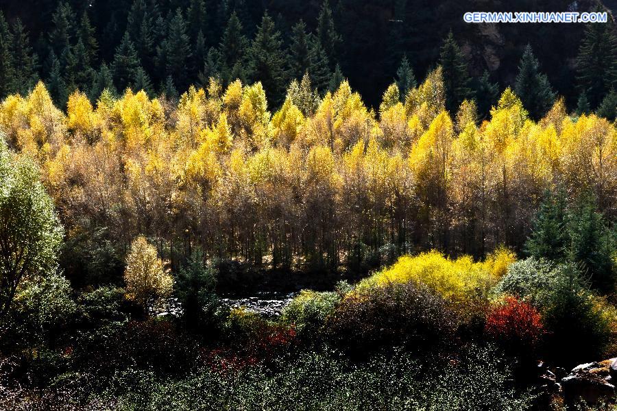 #CHINA-GANSU-QILIANSHAN-SCENERY (CN)