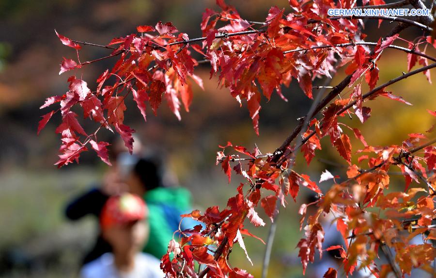 CHINA-HOHHOT-AUTUMN SCENERY (CN)