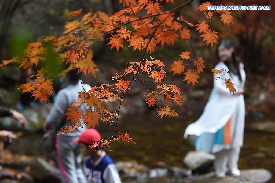 CHINA-LIAONING-BENXI-MAPLE LEAVES (CN)