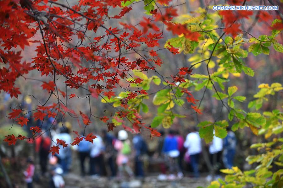 CHINA-LIAONING-BENXI-MAPLE LEAVES (CN)