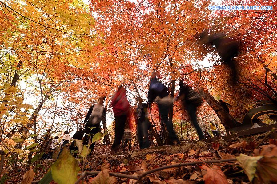 CHINA-LIAONING-BENXI-MAPLE LEAVES (CN)