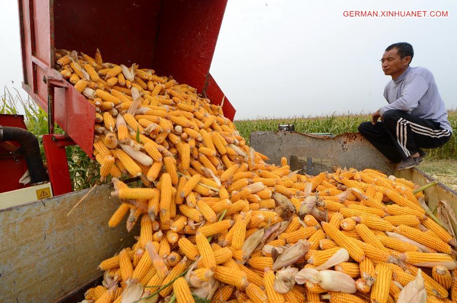 CHINA-HEBEI-HARVEST(CN)