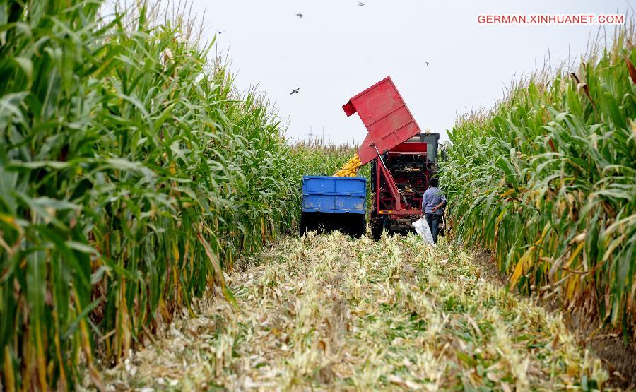 CHINA-HEBEI-HARVEST(CN)