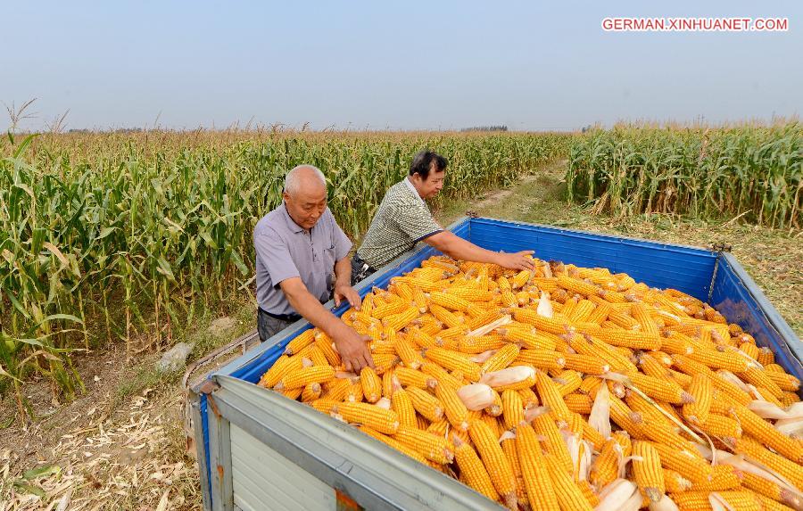 CHINA-HEBEI-HARVEST(CN)