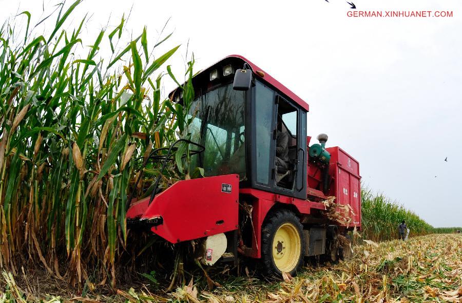 CHINA-HEBEI-HARVEST(CN)