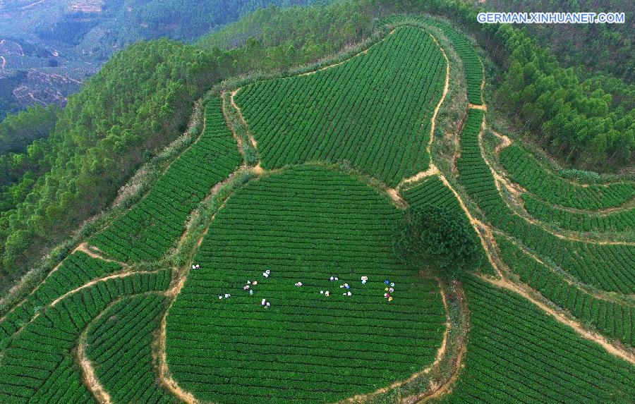 #（美丽中国）（2）寒露至 福建安溪秋茶采摘忙