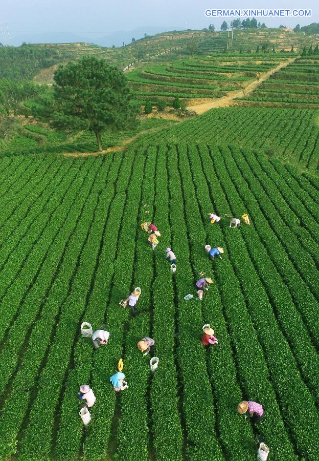 #（美丽中国）（3）寒露至 福建安溪秋茶采摘忙