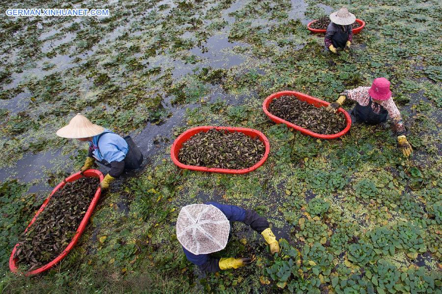 #CHINA-AUTUMN-FARM WORK (CN)