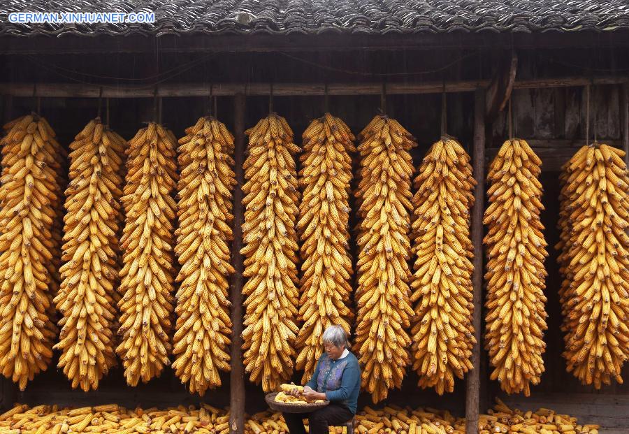 #CHINA-AUTUMN-FARM WORK (CN)