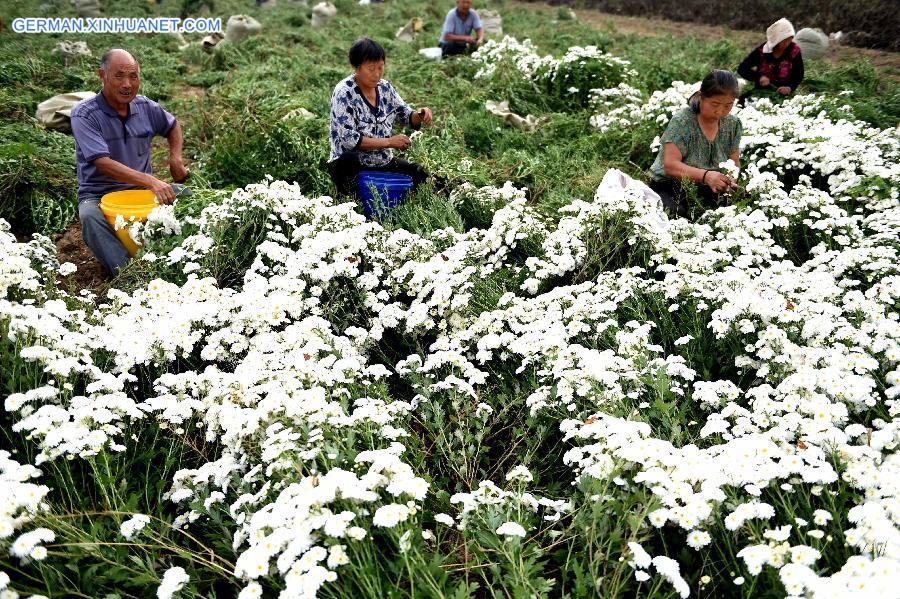 #CHINA-AUTUMN-FARM WORK (CN)