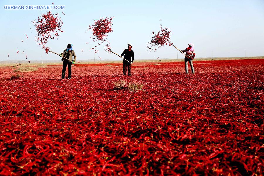 #CHINA-AUTUMN-FARM WORK (CN)