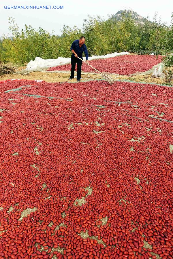 #CHINA-AUTUMN-FARM WORK (CN)