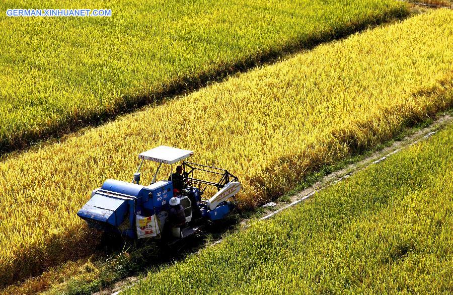 #CHINA-AUTUMN-FARM WORK (CN)