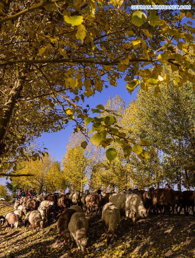 CHINA-XINJIANG-HERDSMEN-WINTER PASTURES (CN)   