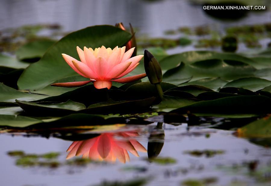 #CHINA-ANHUI-LOTUS (CN)