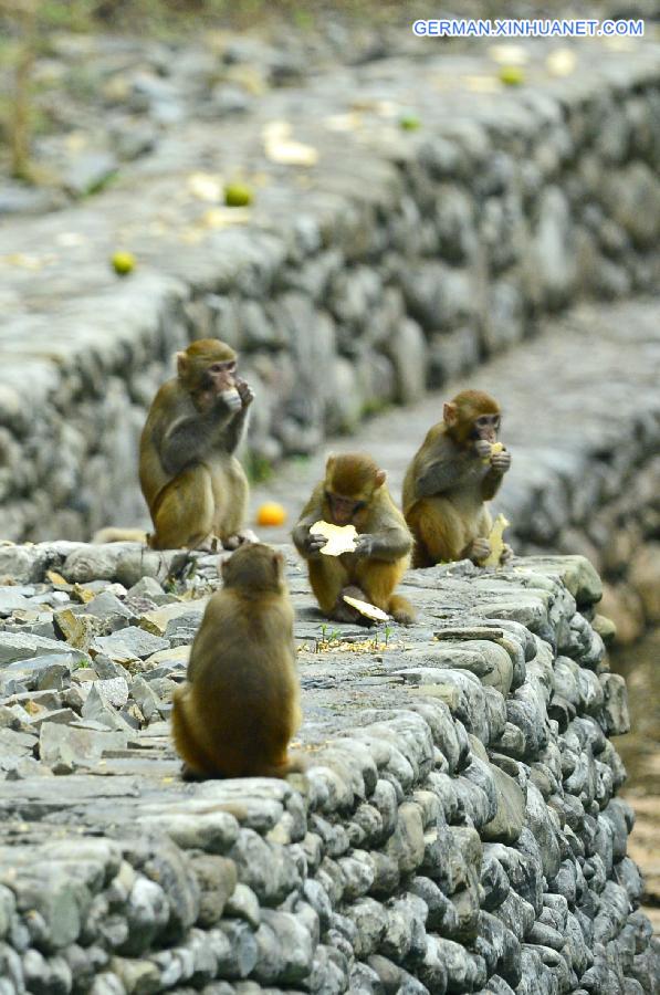 #CHINA-HUBEI-MACAQUES(CN) 