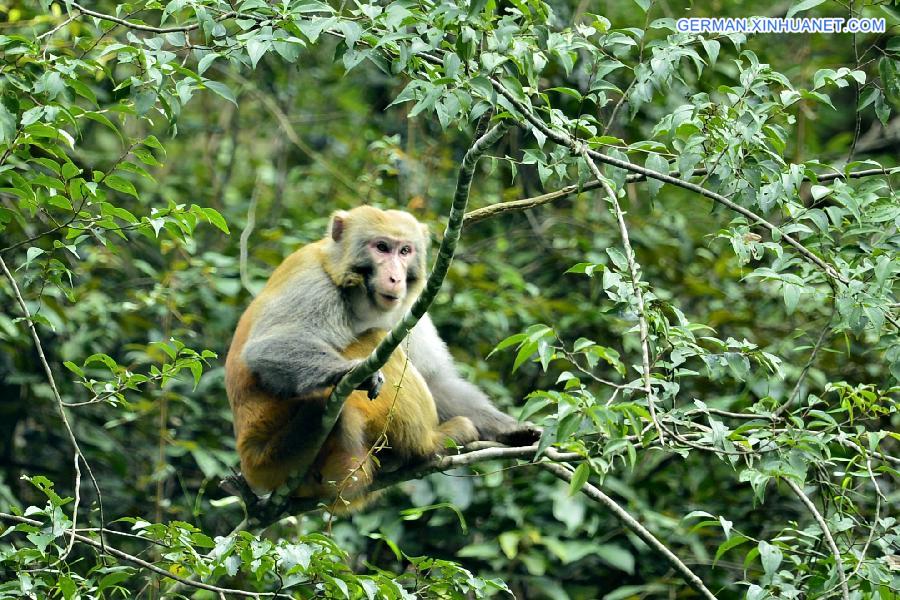 #CHINA-HUBEI-MACAQUES(CN) 