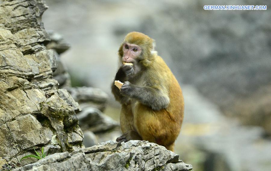 #CHINA-HUBEI-MACAQUES(CN) 