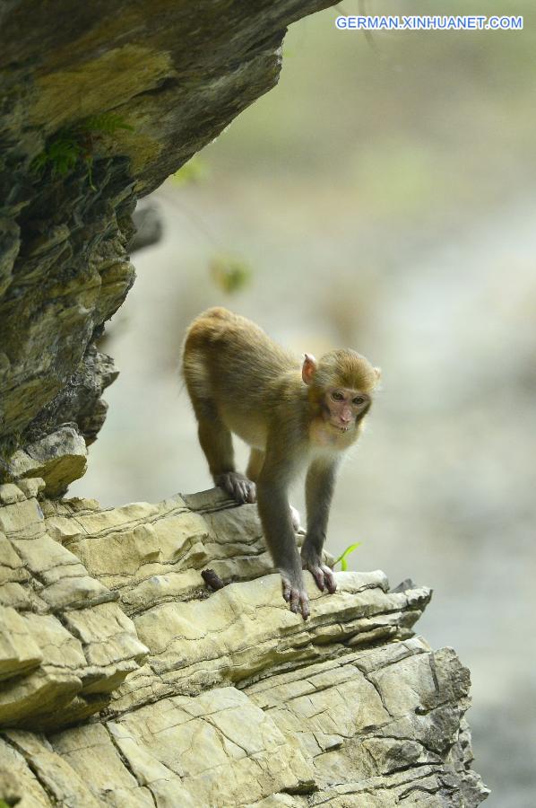 #CHINA-HUBEI-MACAQUES(CN) 