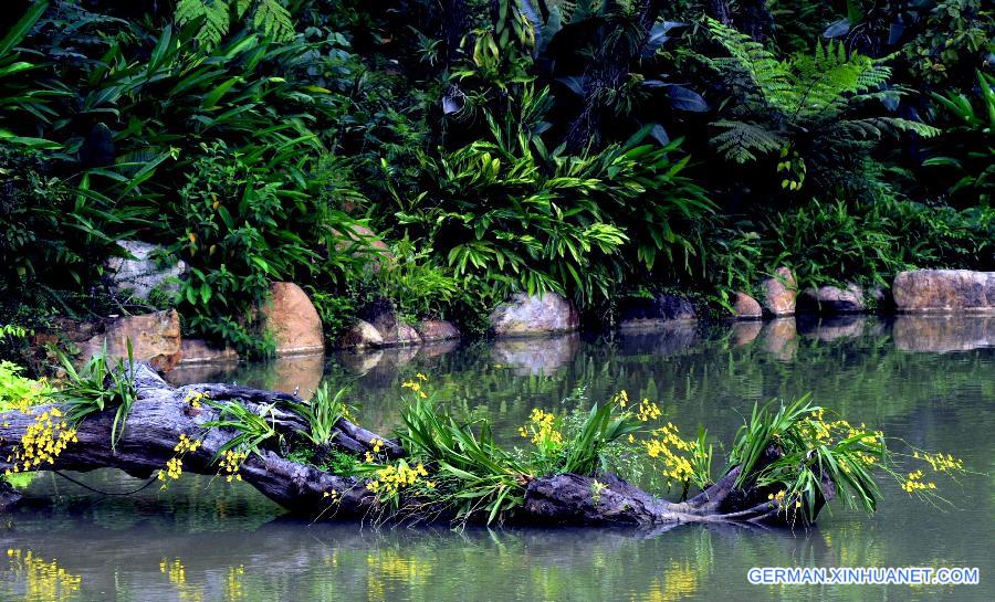 #CHINA-GUANGXI-NANNING-ORCHID (CN)