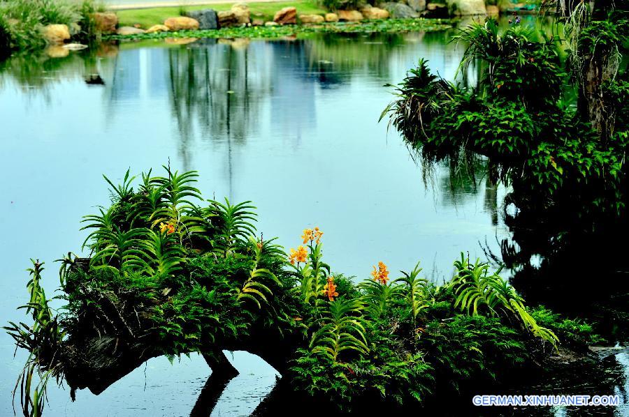 #CHINA-GUANGXI-NANNING-ORCHID (CN)