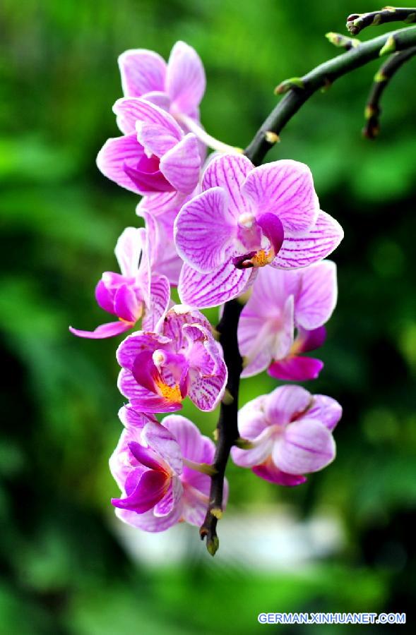 #CHINA-GUANGXI-NANNING-ORCHID (CN)