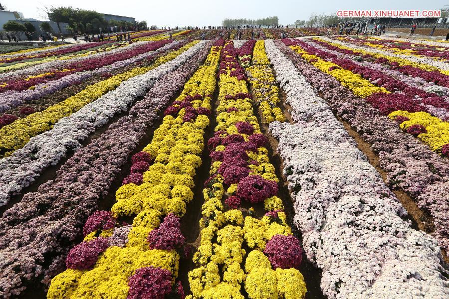 #CHINA-NANJING-CHRYSANTHEMUM (CN)