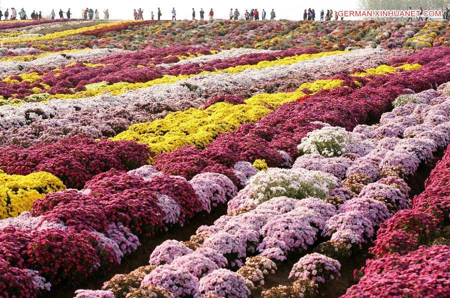 #CHINA-NANJING-CHRYSANTHEMUM (CN)