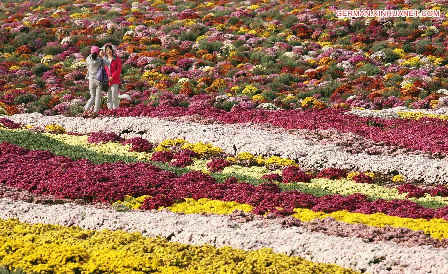 #CHINA-NANJING-CHRYSANTHEMUM (CN)