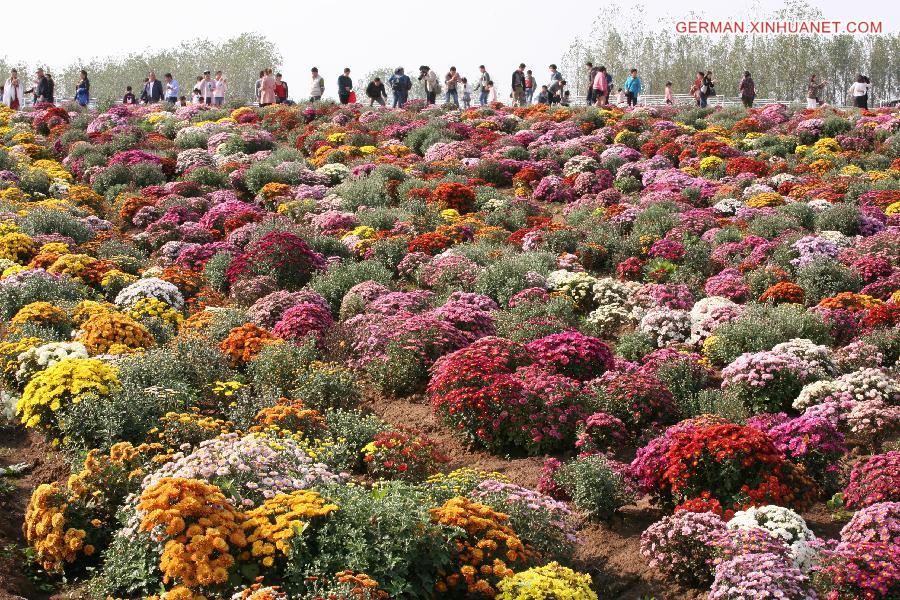 #CHINA-NANJING-CHRYSANTHEMUM (CN)