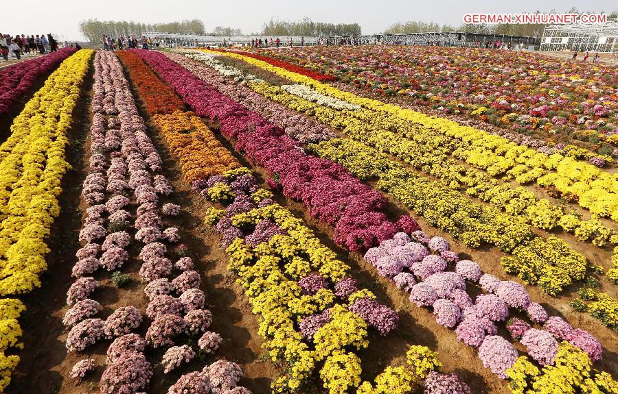 #CHINA-NANJING-CHRYSANTHEMUM (CN)