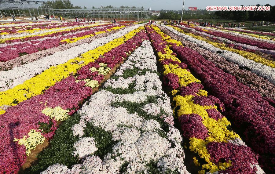 #CHINA-NANJING-CHRYSANTHEMUM (CN)