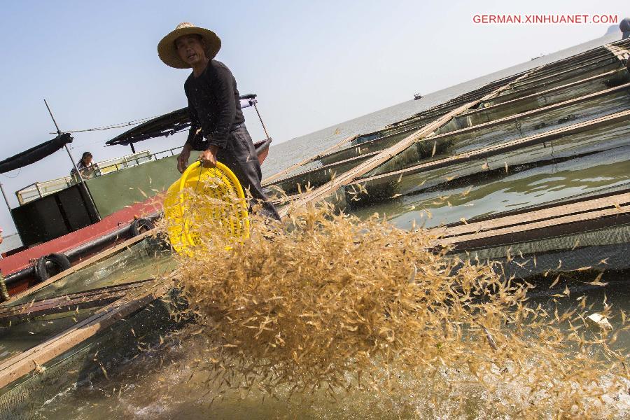 #CHINA-JIANGXI-DUCHANG-SHRIMP-HARVEST (CN)