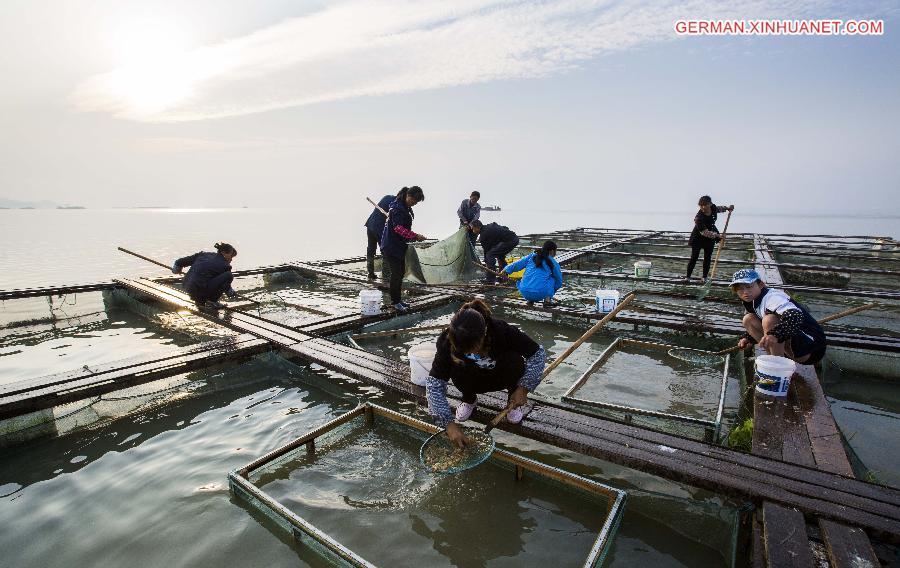 #CHINA-JIANGXI-DUCHANG-SHRIMP-HARVEST (CN)