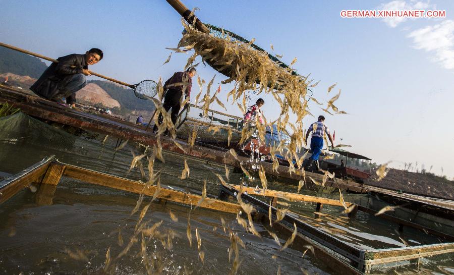 #CHINA-JIANGXI-DUCHANG-SHRIMP-HARVEST (CN)