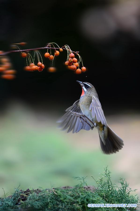 WEEKLY CHOICES OF XINHUA PHOTO