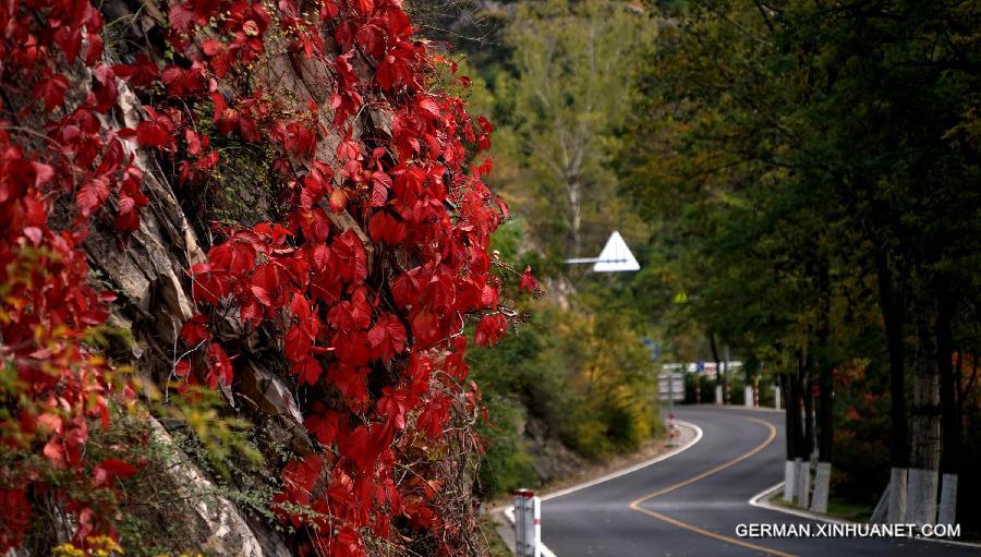 CHINA-BEIJING-AUTUMN SCENERY (CN)