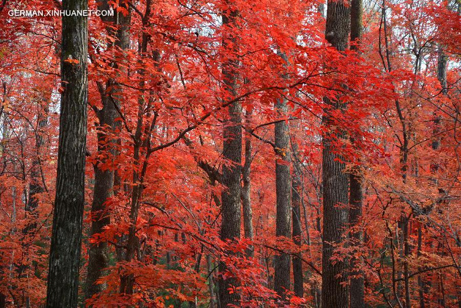 #CHINA-AUTUMN-SCENERY(CN)