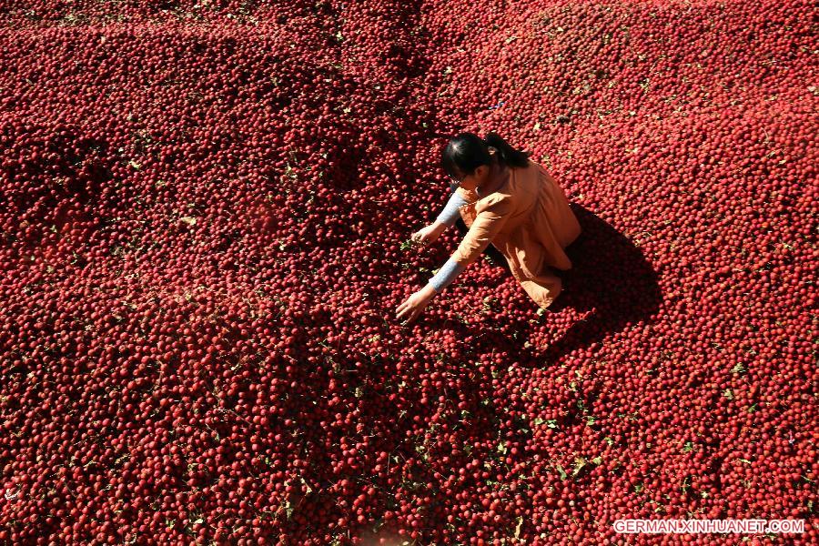 #CHINA-HEBEI-HAWTHORN-HARVEST (CN)