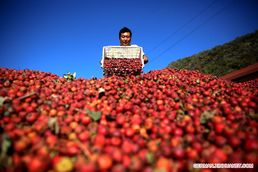 #CHINA-HEBEI-HAWTHORN-HARVEST (CN)