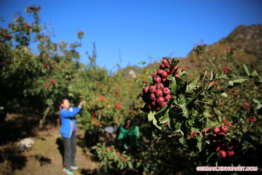 #CHINA-HEBEI-HAWTHORN-HARVEST (CN)